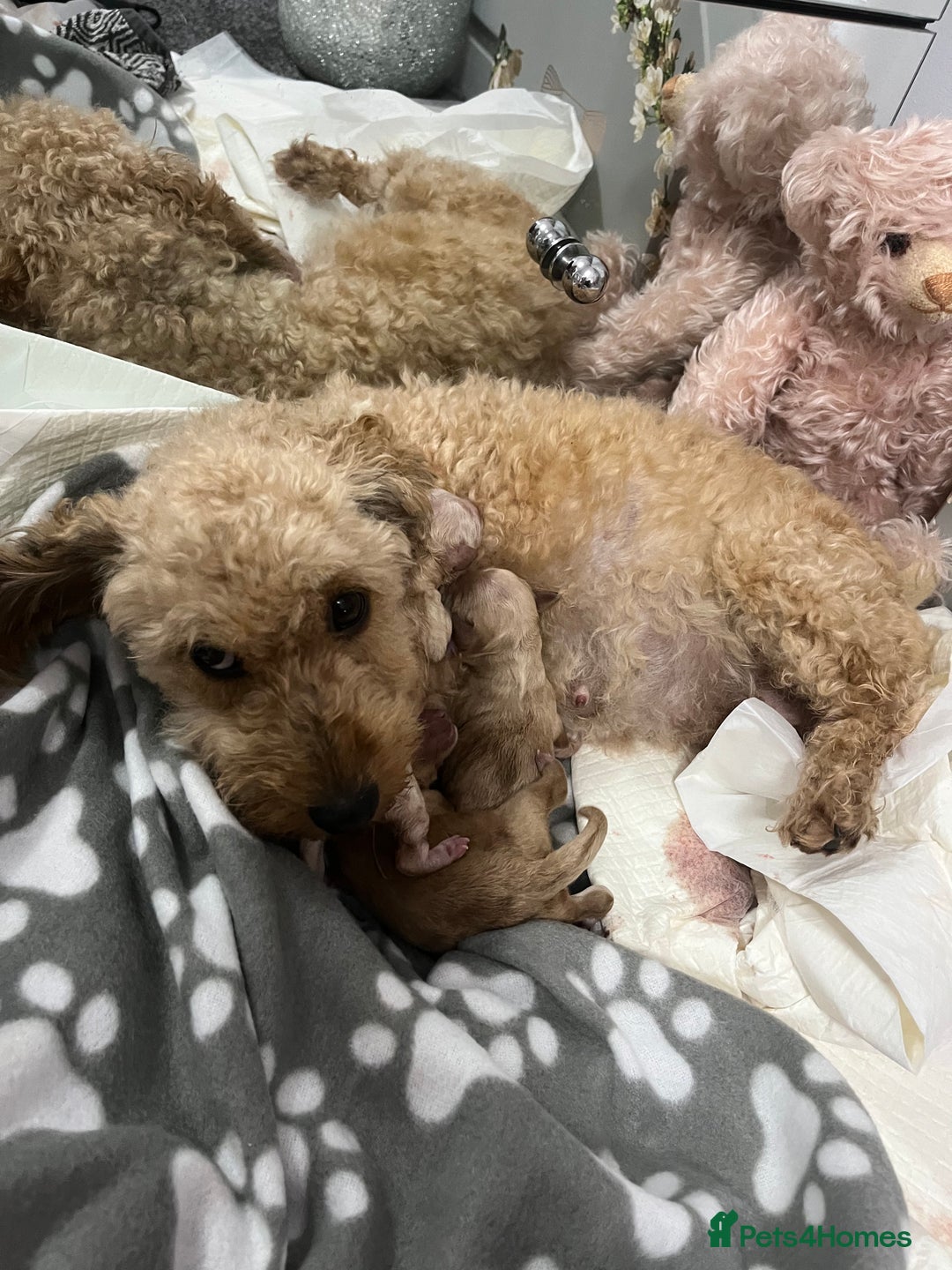 Cockapoo dogs for sale: Tiny cockerpoo pups - Advert 33