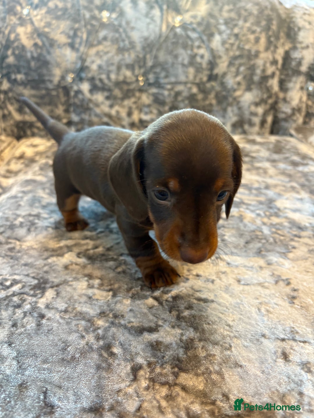 Miniature Dachshund dogs for sale: 2 boys miniature dashund  - Image 3