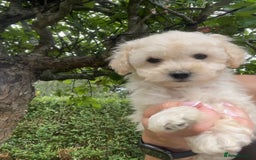 Cockapoo dogs for sale: **Ready to go - Last 2 remaining** F1B Cockapoo  - Image 18