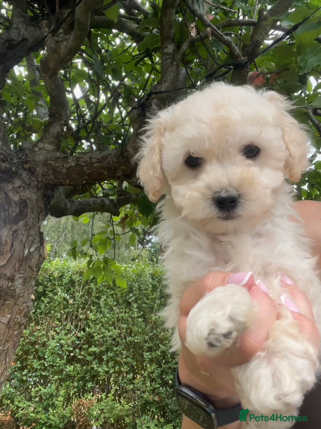 Cockapoo dogs for sale: **Ready to go - Last 2 remaining** F1B Cockapoo  - Image 18