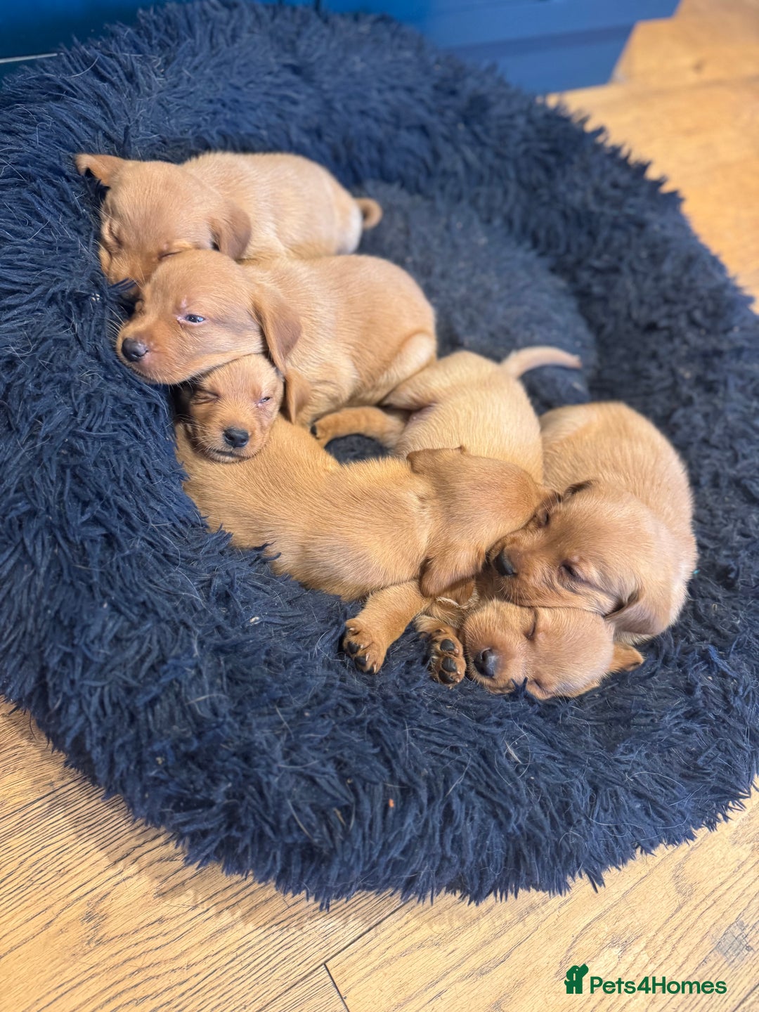 Labrador Retriever dogs for sale: 🐶 KC Registered Fox Red Labrador Puppies 🐶 - Advert 2
