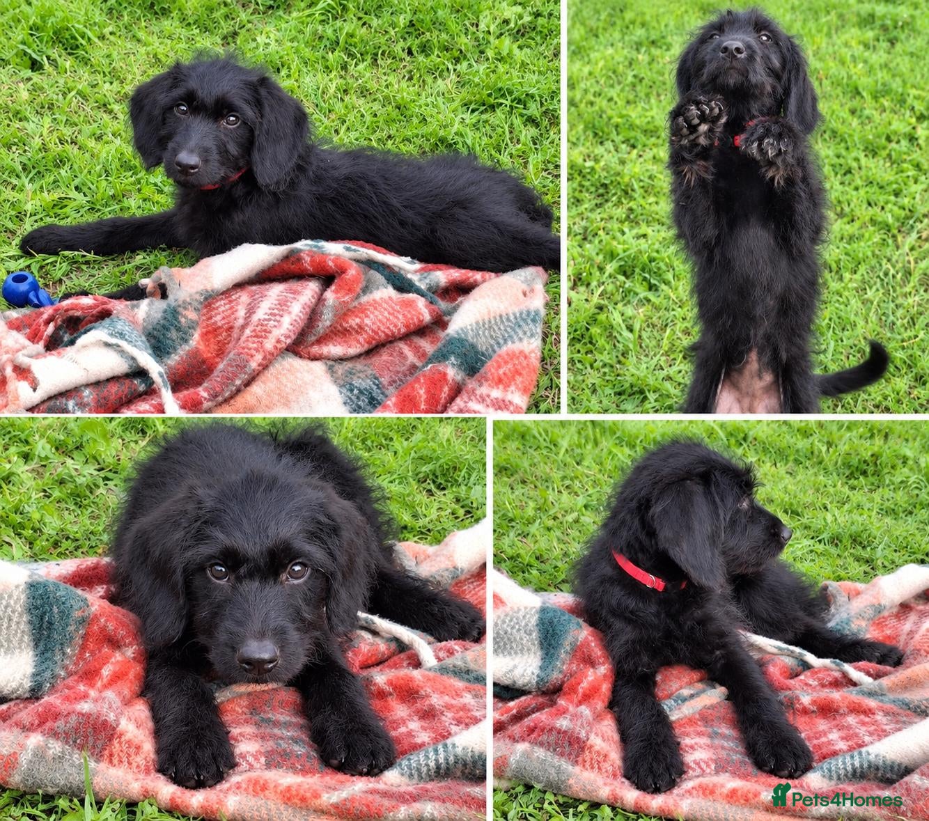 Labradoodle dogs 🌟Stunning Miniature Labradoodle Pups🌟 - Advert 8