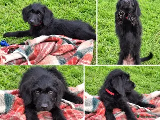 Labradoodle dogs 🌟Stunning Miniature Labradoodle Pups🌟 - Advert 8