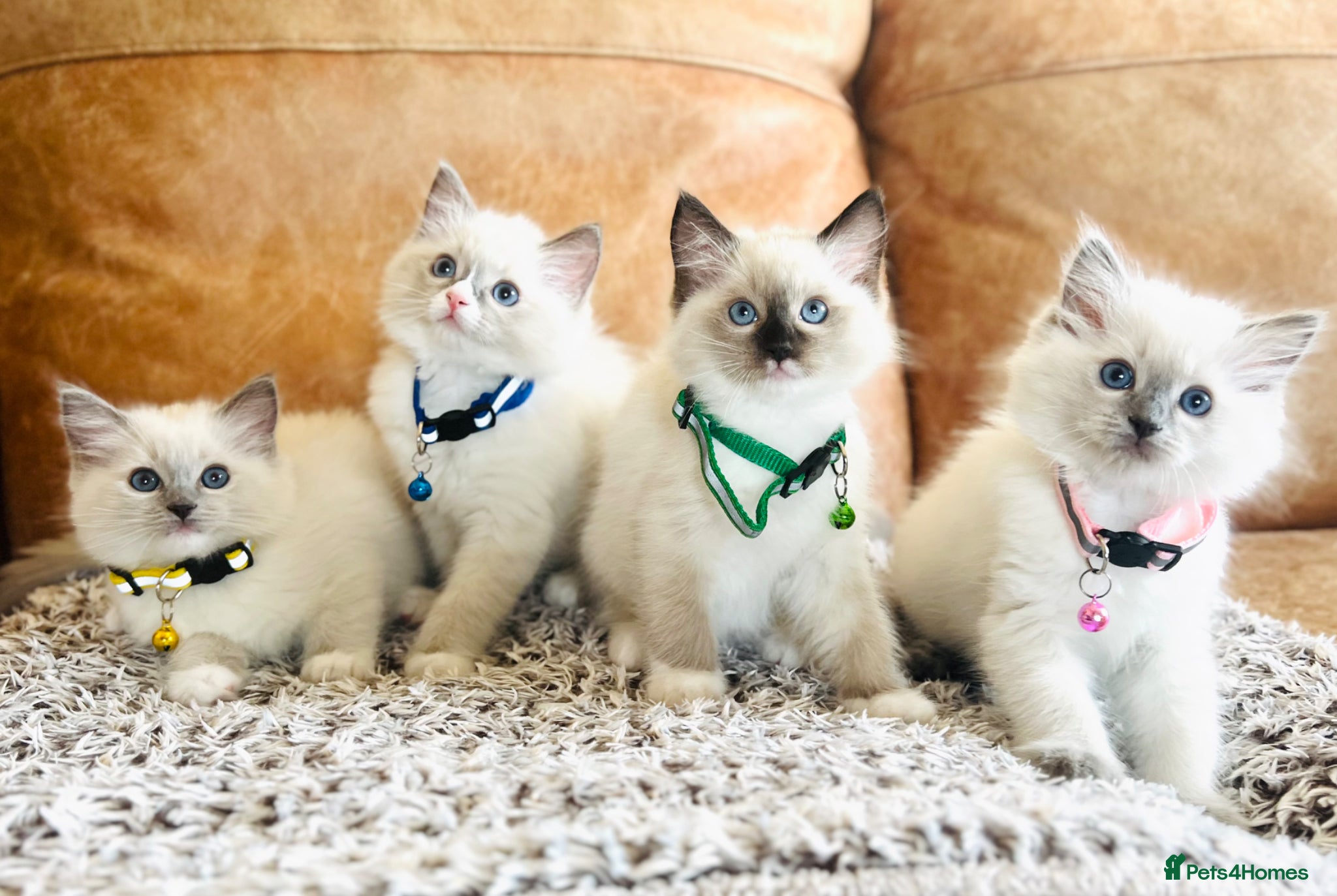Ragdoll cats 🐈 Special Ragdoll Champion line 🏆 GCCF kittens  - Advert 8