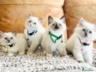 Ragdoll cats 🐈 Special Ragdoll Champion line 🏆 GCCF kittens - Advert 8