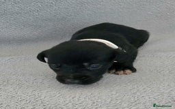 Jackapoo dogs for sale: Beautiful jackapoo puppies  - Advert 6