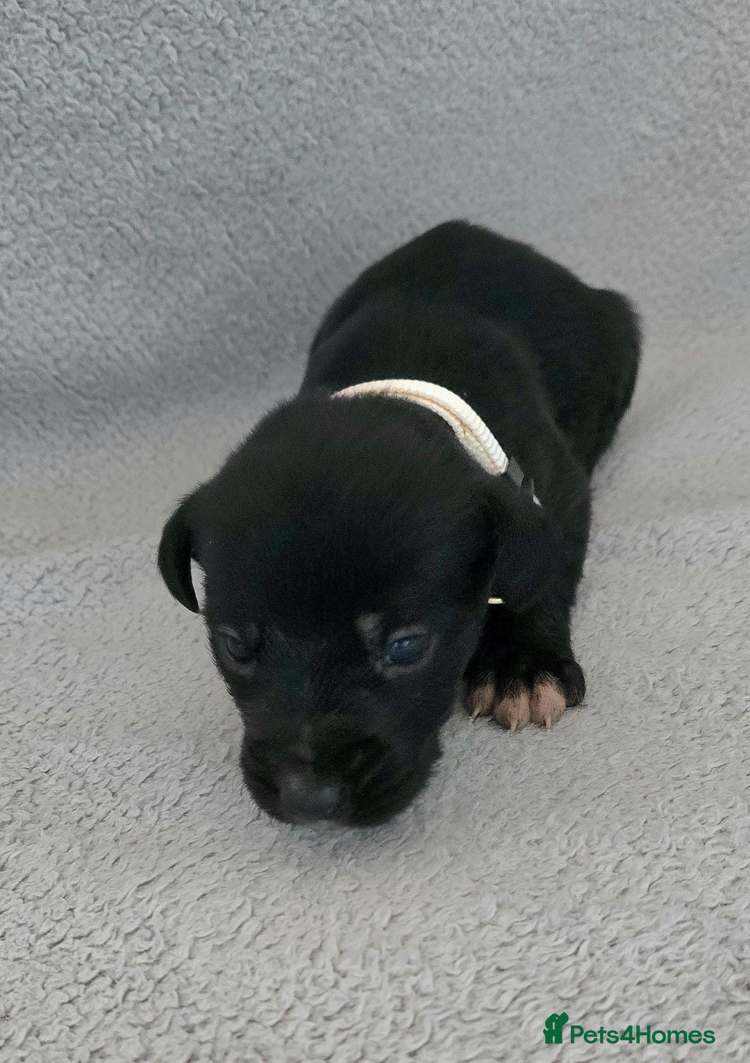 Jackapoo dogs for sale: Beautiful jackapoo puppies  - Advert 6