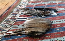 Domestic Shorthair cats for sale: Kittens for sale  - Image 6