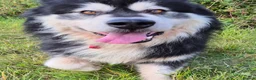 Alaskan Malamute dogs for stud: KC registered alaskan malamute for stud - Advert 6
