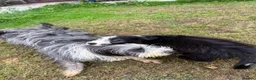 Bearded Collie dogs for sale: Two beautiful beardie pups for sale! in Llanwrtyd Wells - Advert 6