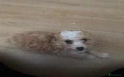 Cavapoo dogs for sale: Adorable cavapoo girl puppy - Advert 1