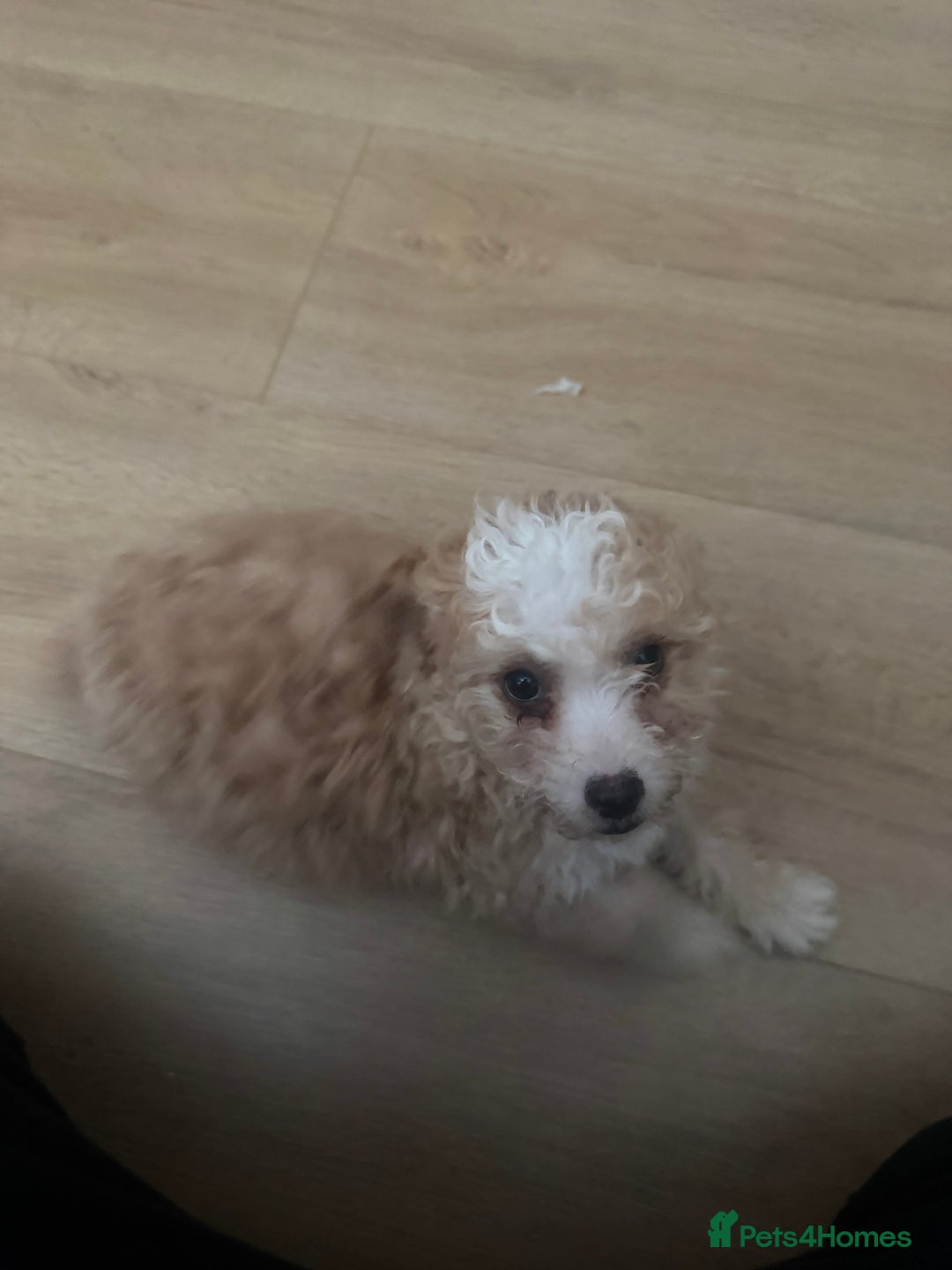 Cavapoo dogs for sale: Adorable cavapoo girl puppy - Advert 1