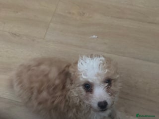 Cavapoo dogs Adorable cavapoo girl puppy - Advert 1