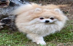 Pomeranian dogs for adoption: Mia – Just a Little Body, Carrying So Much Pain - Image 2