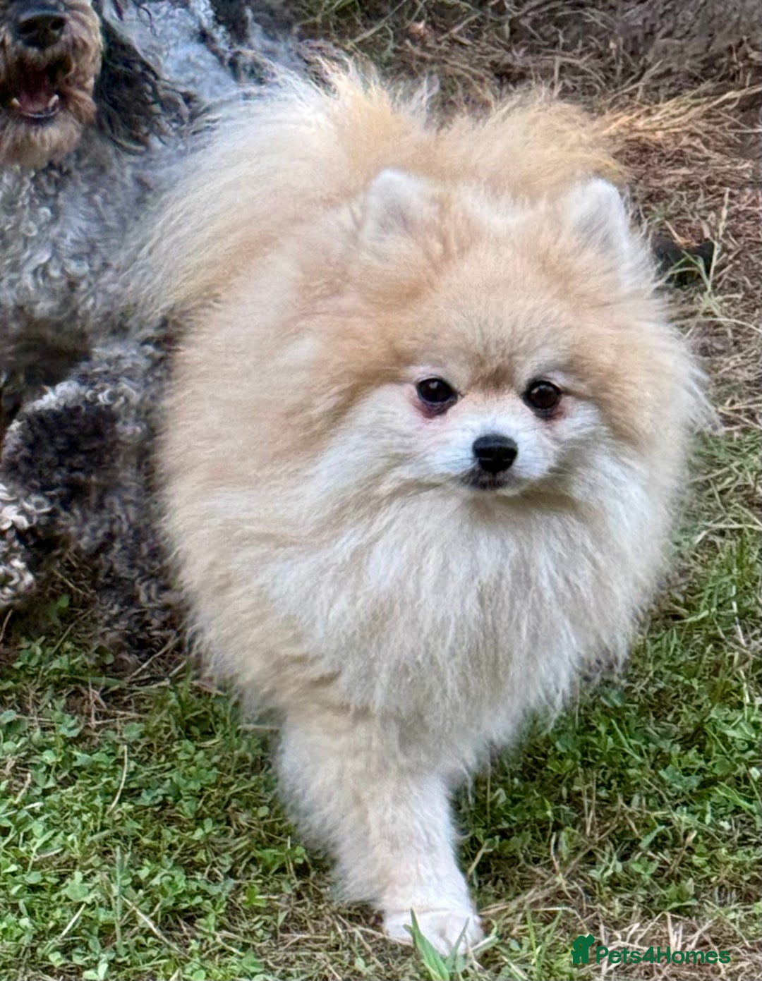 Pomeranian dogs for adoption: Mia – Just a Little Body, Carrying So Much Pain - Image 2