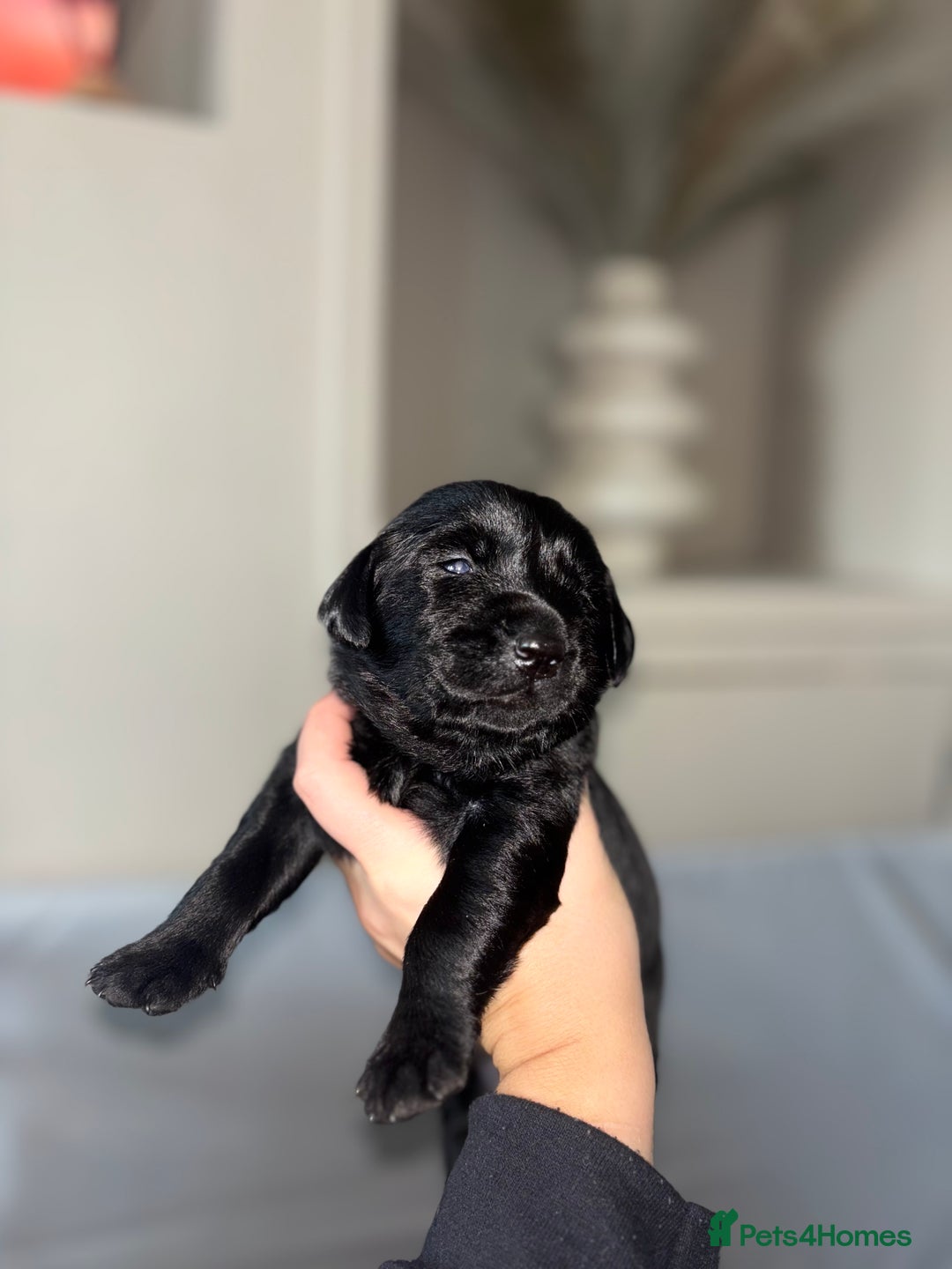 Goldador dogs for sale: Beautiful chunky goldador puppies  - Image 10