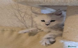 Maine Coon cats for sale: RARE Maine Coon Kittens Black Shaded  - Image 29
