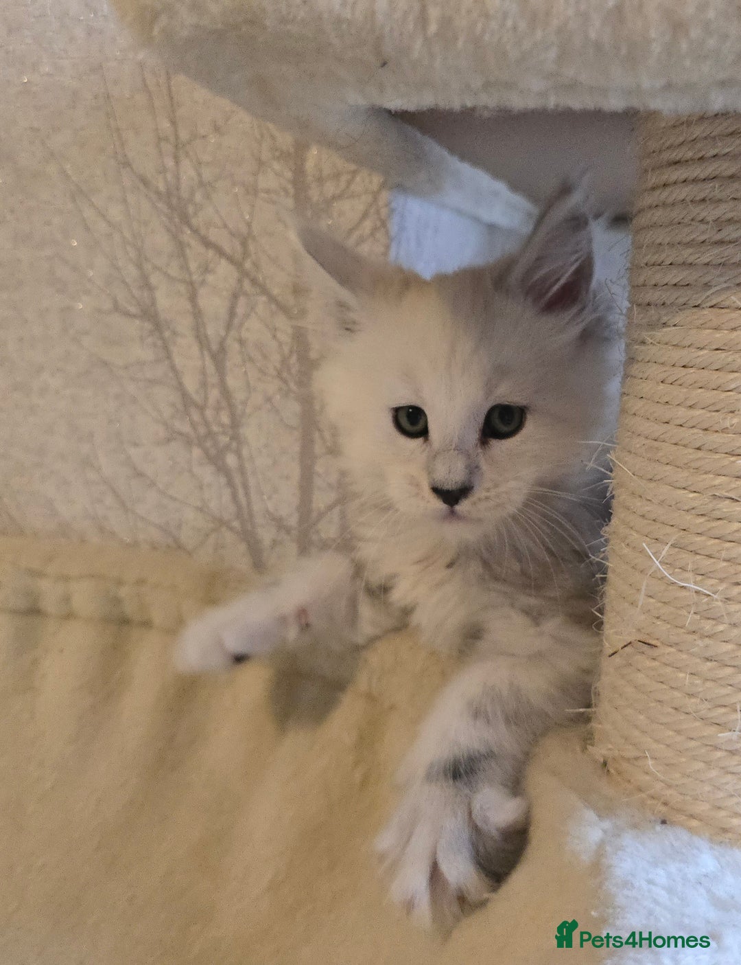 Maine Coon cats for sale: RARE Maine Coon Kittens Black Shaded  - Image 29