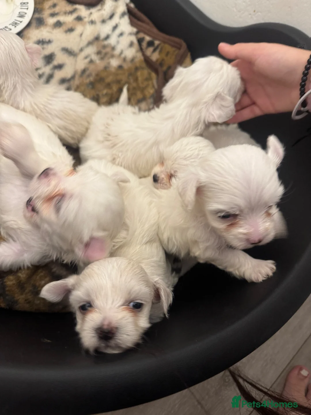 Bichon Frise dogs for sale: Bichon Maltese For sale in Ilford - Advert 2