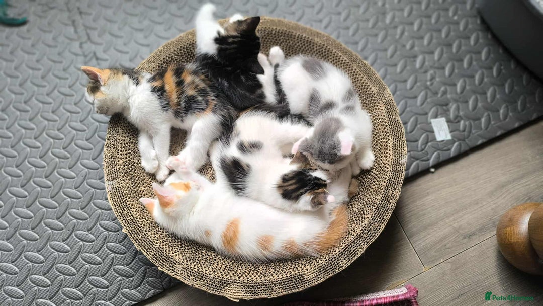 Mixed Breed cats for sale: Mix Ragdoll /Domestic cat  - Image 11