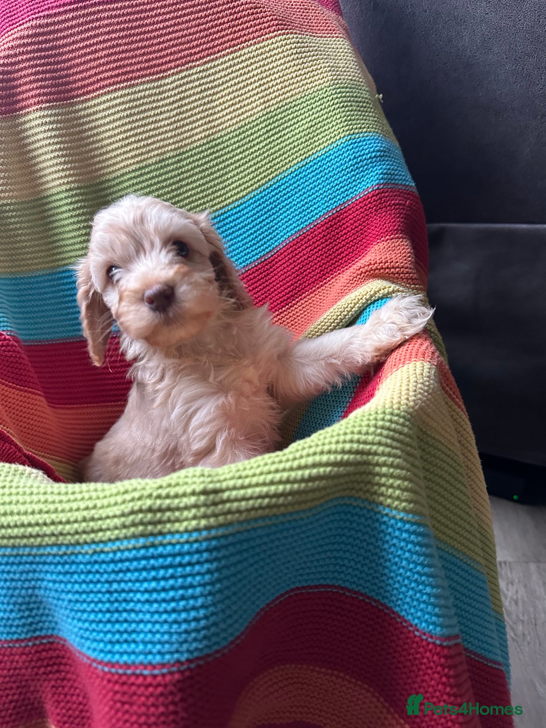 Cockapoo dogs for sale: Extensively health tested Cockapoo puppy’s  - Image 3