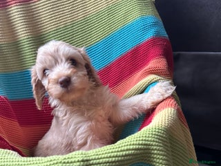 Cockapoo dogs - Advert 25