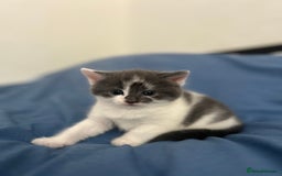 Mixed Breed cats for sale: 2 ragdoll mixes for sale - Image 7