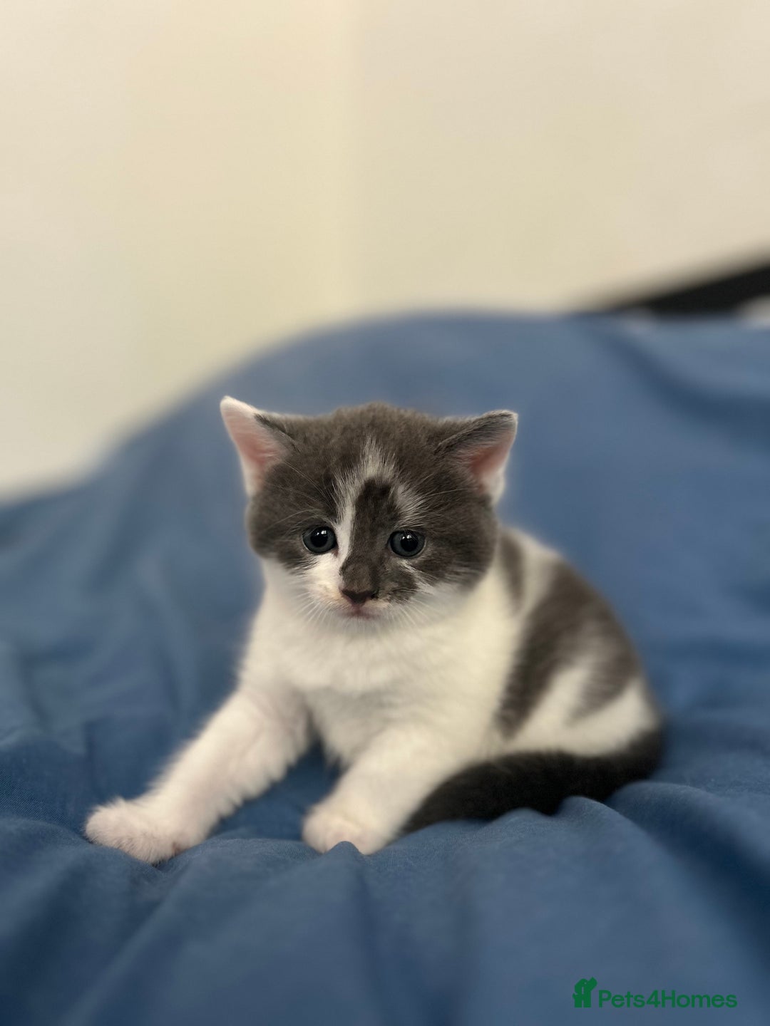 Mixed Breed cats for sale: 2 ragdoll mixes for sale - Image 7