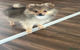 Pomeranian dogs for sale: Pomeranian puppy - Image 7
