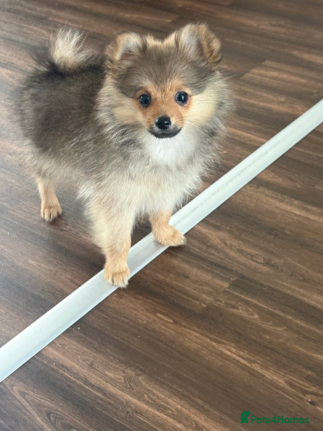 Pomeranian dogs for sale: Pomeranian puppy - Image 7
