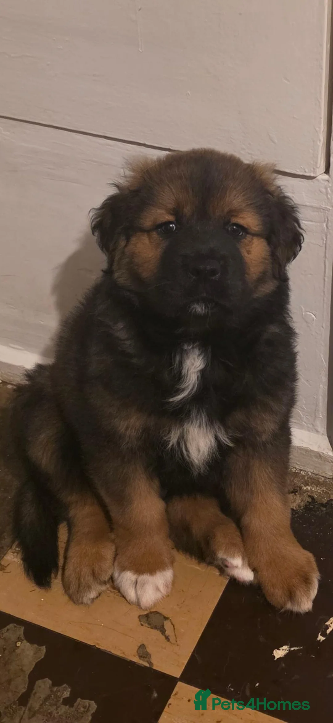 Mixed Breed dogs for sale: Rottweiler/bullmastiff/akkita  in Rochdale - Advert 2