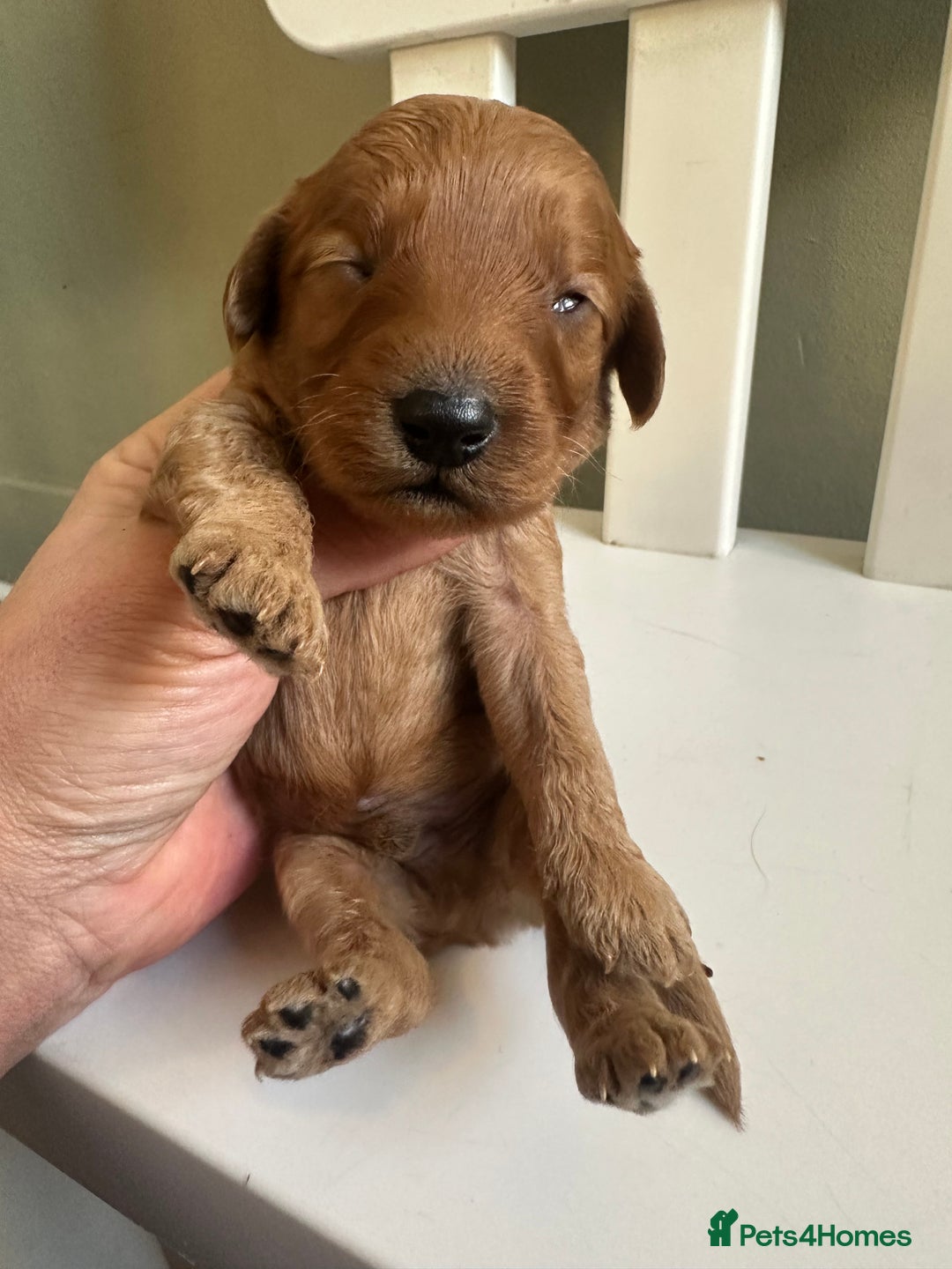 Goldendoodle dogs for sale: Miniature Goldendoodles - Ready Mid December  - Advert 13