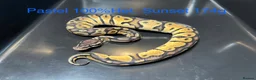 Python Snake reptiles for sale: Royal Pythons / Ball Pythons - Advert 6