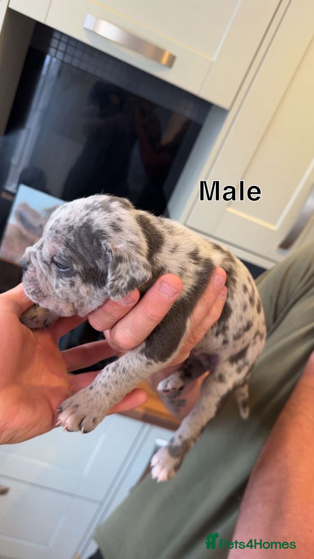 Cane Corso dogs for sale: Cane Corso Puppies - Image 5