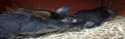 Mixed Breed rabbits for sale: Little black beauties, ready now!  - Advert 6