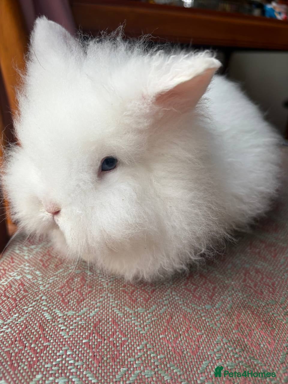 Mixed Breed rabbits Mini lion-headed - Advert 15
