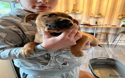 Staffordshire Bull Terrier dogs for sale: Staffordshire bull terrier (blu) - Image 3