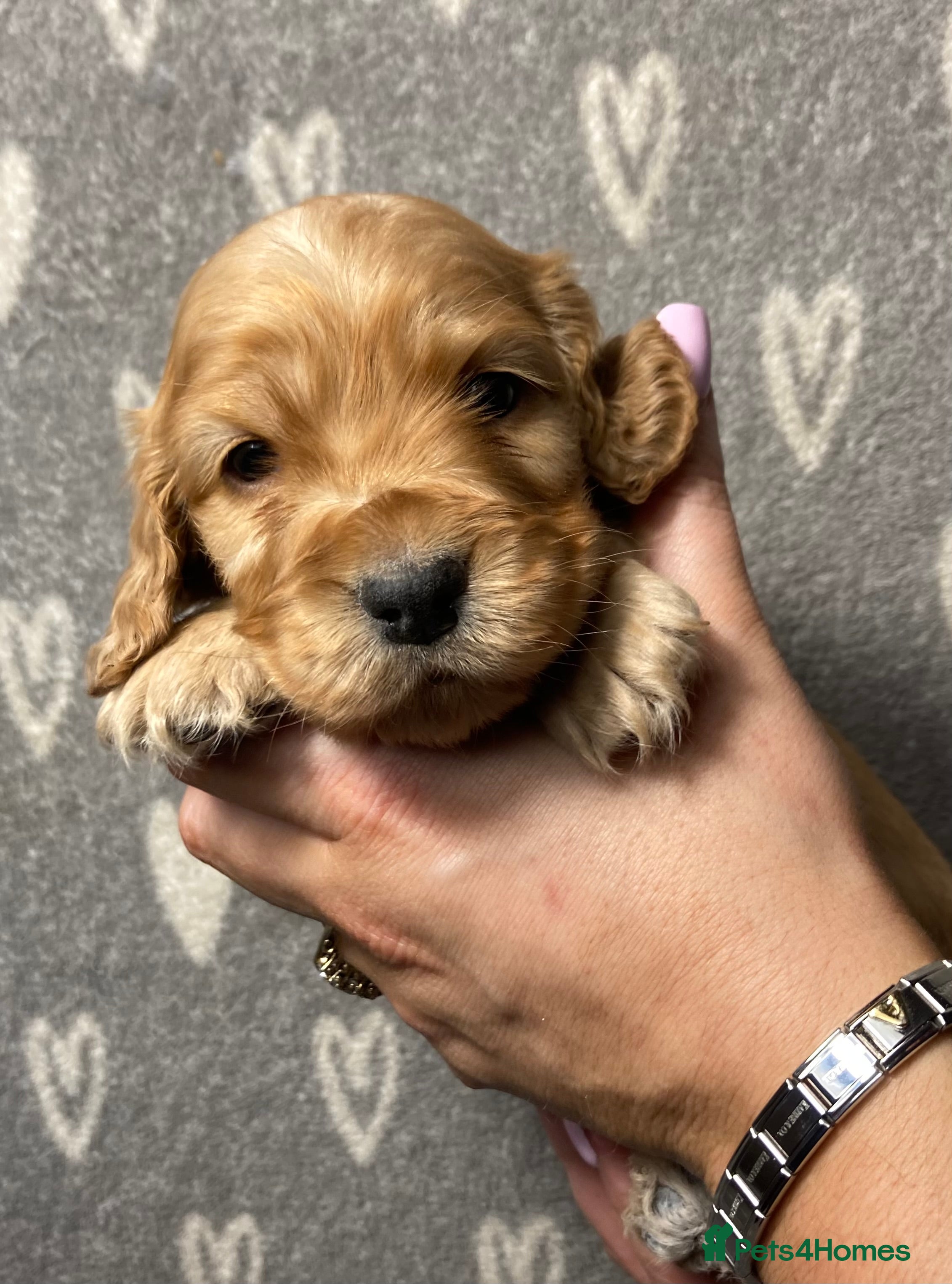 Cocker Spaniel dogs Show type cocker spaniels  - Advert 11