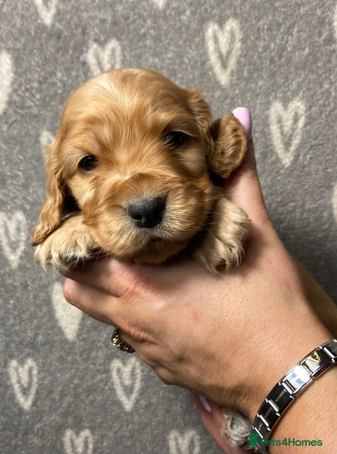 Cocker Spaniel dogs for sale: Show type cocker spaniels  - Advert 18