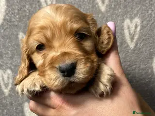 Cocker Spaniel dogs Show type cocker spaniels - Advert 12