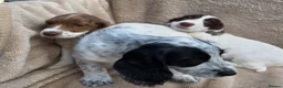 Cocker Spaniel dogs for sale: Beautiful litter of unusual colour Cocker spaniel  - Advert 14