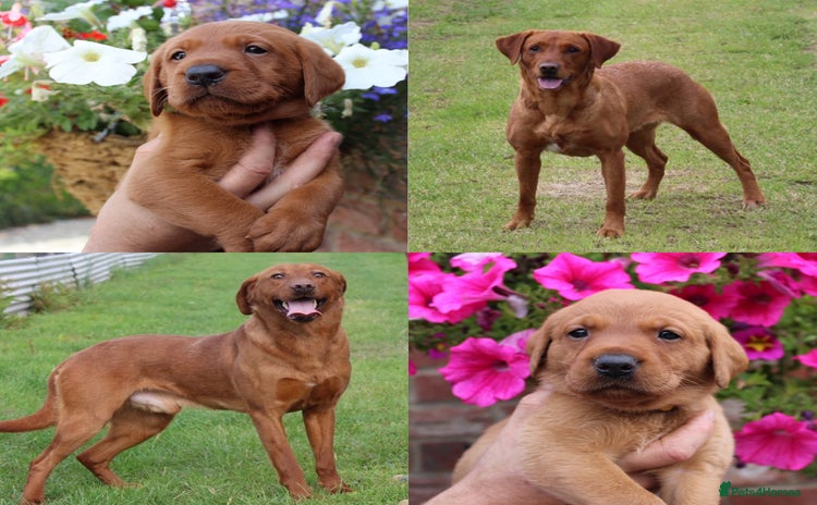 Labrador Retriever dogs - Advert 13