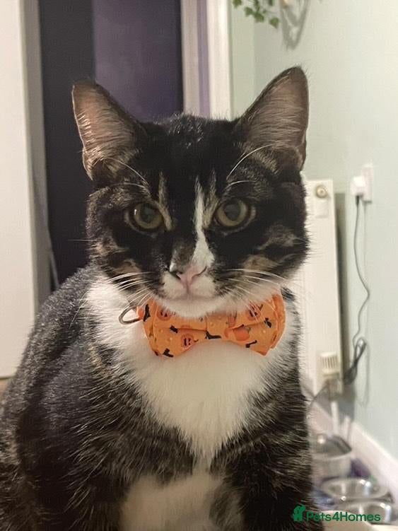 Domestic Shorthair cats 10 month old Merlin needs a new home! - Advert 3