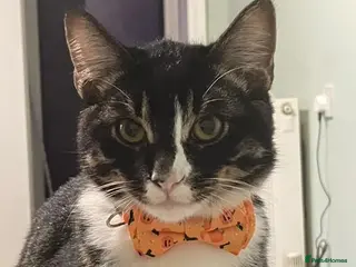 Domestic Shorthair cats 10 month old Merlin needs a new home! - Advert 3