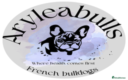 French Bulldog dogs for sale: Retirement home for a female  - Image 1