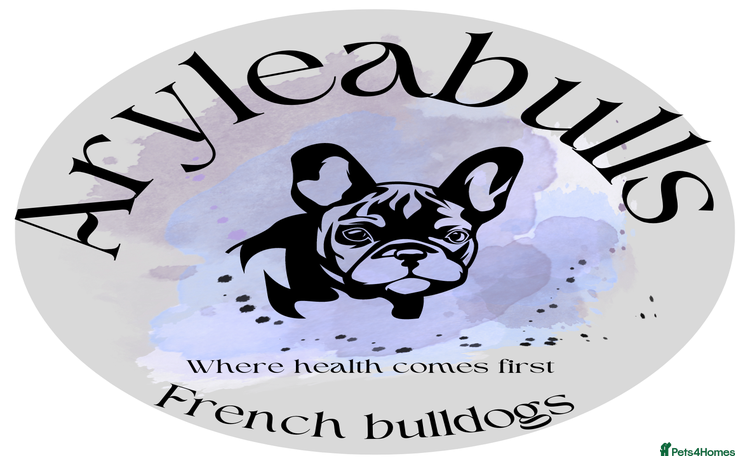 French Bulldog dogs - Advert 4