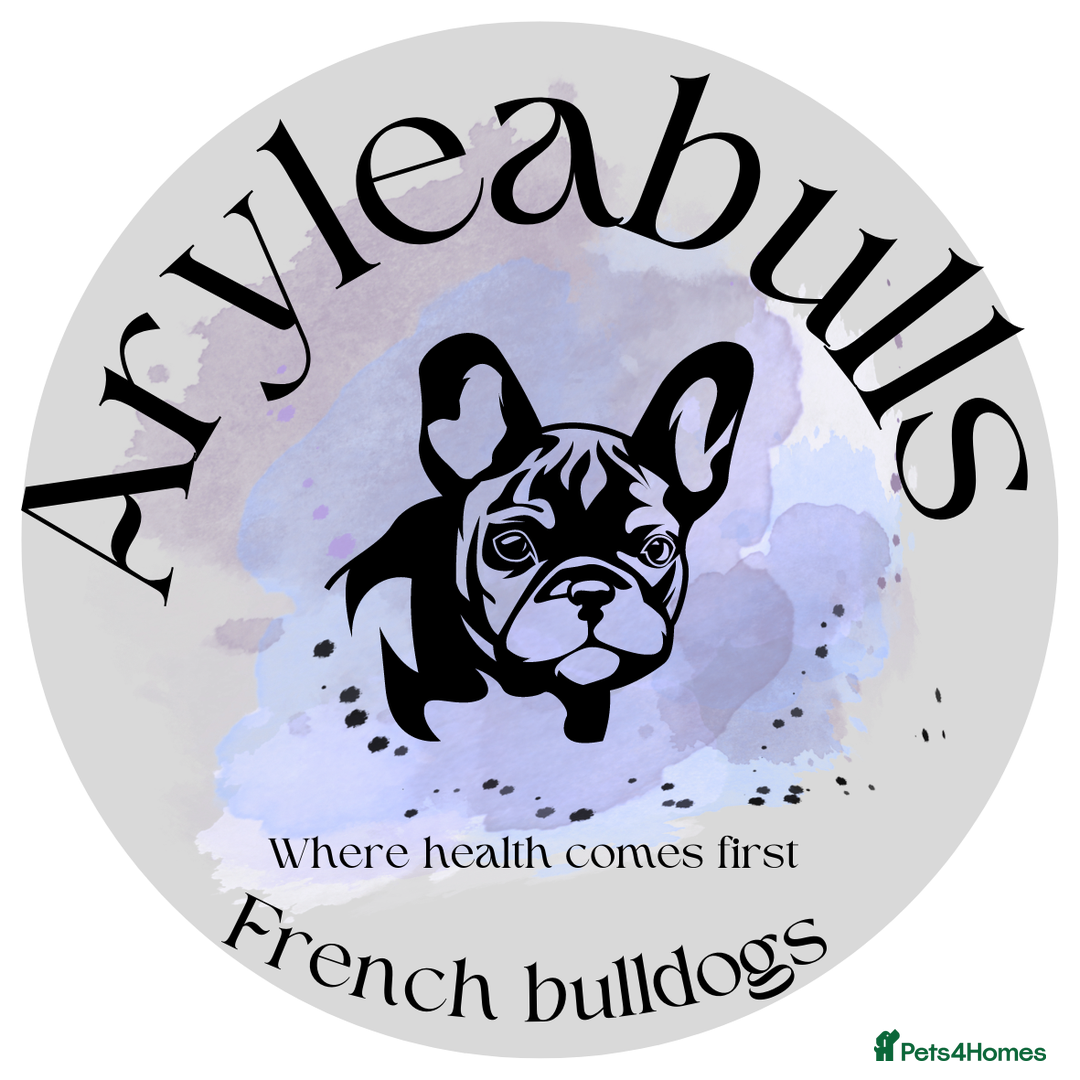 French Bulldog dogs for sale: Retirement home for a female  - Image 1