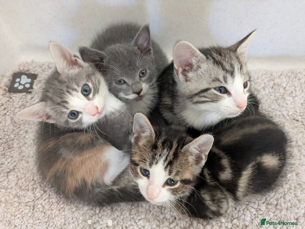 Mixed Breed cats - Advert 13