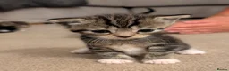 Mixed Breed cats for sale: 🐾 Gorgeous Kittens Looking for Forever Homes 🐾 in Andover - Advert 7