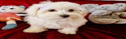 Maltipoo dogs for sale: STUNNING MALTIPOO GIRLS READY TO LEAVE NOW!  - Advert 3